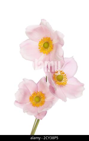 Drei Pastell rosa Anemone Blumen isoliert gegen weiß Stockfoto