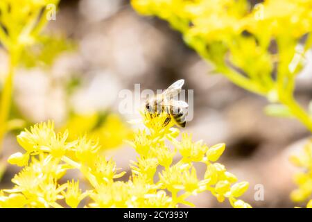Eine westliche Honigbiene (APIs mellifera) Sucht Pollen in leuchtend gelben Wildblumen in Colorado Stockfoto