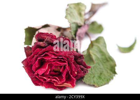 Getrocknete Rosenblüten isoliert auf weißem Hintergrund. Stockfoto