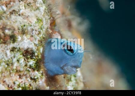 Mimic Blenny aus dem roten Meer Stockfoto