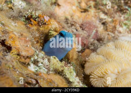 Mimic Blenny aus dem roten Meer Stockfoto