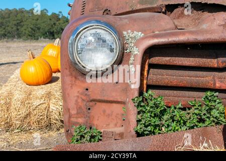 Scheinwerfer von verlassenen und rostigen Auto mit mehreren Kürbis auf Heuballen legen. Stockfoto