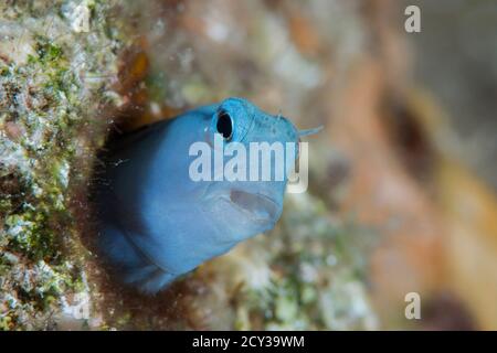 Mimic Blenny aus dem roten Meer Stockfoto