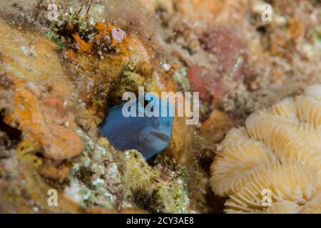 Mimic Blenny aus dem roten Meer Stockfoto