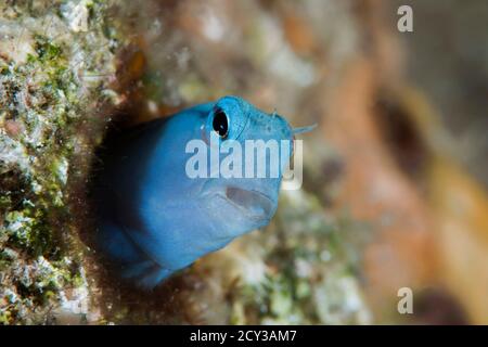 Mimic Blenny aus dem roten Meer Stockfoto