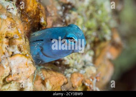 Mimic Blenny aus dem roten Meer Stockfoto