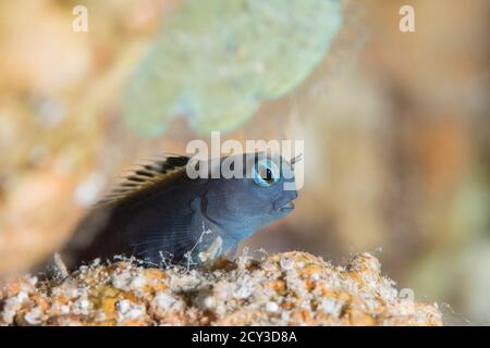 Mimic Blenny aus dem roten Meer Stockfoto