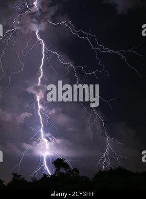 Vertikales Bild von Scary Real Lightning über den Wald Nachts Stockfoto