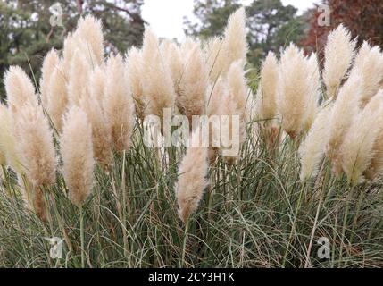 Zwergpampas Gras, Cortaderia Selloana Pumila. Ein fedriges Gras mit flauschigen Federn. Stockfoto