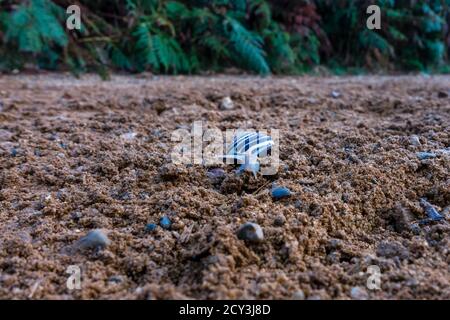 Eine Braunlippschnecke, capaea nemoralis, kriecht über einen sandigen Pfad in einem Londoner Park Stockfoto