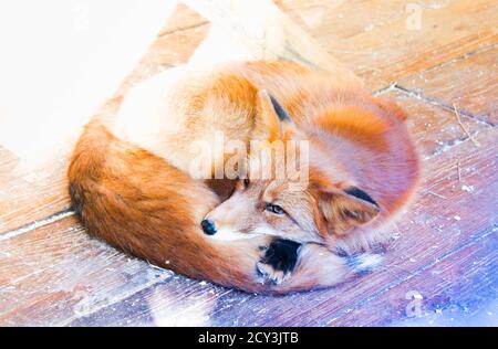 Der Fuchs liegt auf dem Boden, zu einem Ball gerollt. Stockfoto