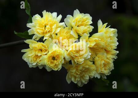 Blühende Rose banksiae lutea. Dorset, Großbritannien, Mai Stockfoto