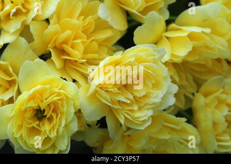 Blühende Rose banksiae lutea. Dorset, Großbritannien, Mai Stockfoto