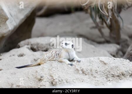 Erdmännchen im Los Angeles Zoo, Los Angeles, Kalifornien Stockfoto