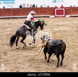 Ambato, Ecuador - Mar 15, 2015 - Stierkämpfer zu Pferd Duelle mit Stier während Karneval Stockfoto