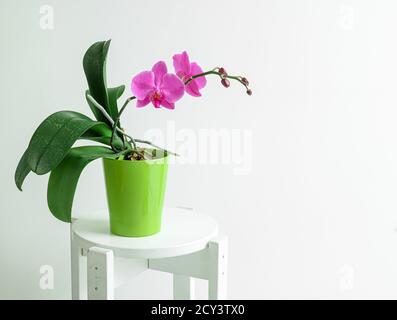 Pink Orchidaceae Phalaenopsis oder Mottenorchidee in einem grünen Topf auf einem weißen Hintergrund mit Kopierraum Stockfoto