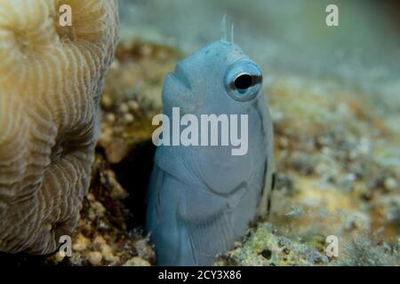 Mimic Blenny aus dem roten Meer Stockfoto