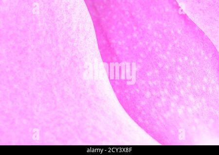 Makroaufnahme der Blütenblätter einer rosa Orchidee oder orchidaceae phalaenopsis als ein schöner natürlicher Hintergrund Stockfoto