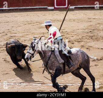 Ambato, Ecuador - Mar 15, 2015 - Stierkämpfer zu Pferd Duelle mit Stier während Karneval Stockfoto