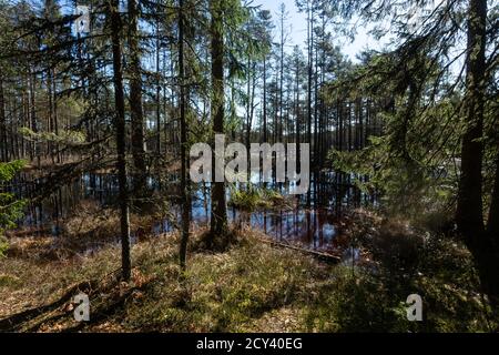 Winterende. Estland, Lahemaa Nationalpark. Ehemaliger sowjetischer Antionspark. Sumpfgebiet. Hochmoore Stockfoto