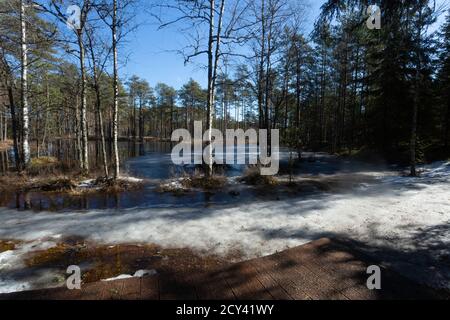 Winterende. Estland, Lahemaa Nationalpark. Ehemaliger sowjetischer Antionspark. Sumpfgebiet. Hochmoore. Gefrorenes Moor Stockfoto