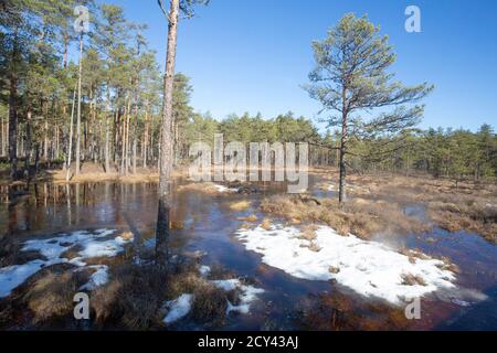 Winterende. Estland, Lahemaa Nationalpark. Ehemaliger sowjetischer Antionspark. Sumpfgebiet. Hochmoore Stockfoto