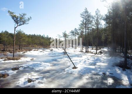 Winterende. Estland, Lahemaa Nationalpark. Ehemaliger sowjetischer Antionspark. Sumpfgebiet. Hochmoore. Gefrorenes Moor Stockfoto