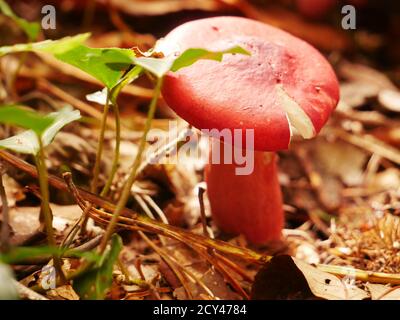 Nahaufnahme eines roten Pilzes namens Hygrocibe punicea Stockfoto