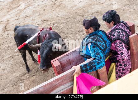 Ambato, Ecuador - Mar 15, 2015 - Stier gebühren Barrikade Stierkämpfer Schutz während der Osterwoche Stockfoto