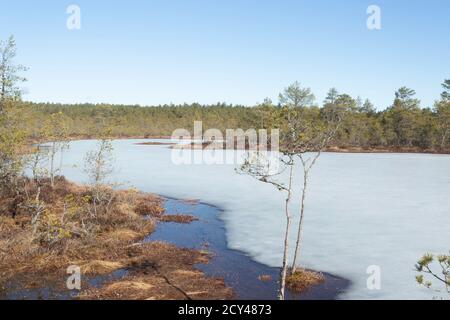 Winterende. Estland, Lahemaa Nationalpark. Ehemaliger sowjetischer Antionspark. Sumpfgebiet. Hochmoore. Gefrorenes Moor Stockfoto