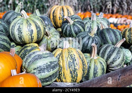 Ein Haufen Kürbis, grüne Eichel und Orange auf dem Bauernmarkt. Dekorativ, zum Kochen und Backen von Kürbis. Stockfoto