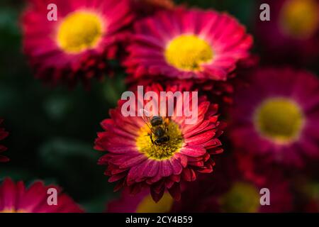 Hintergrund der purpurroten Blütenblätter der Chrysanthemen. Biene Nahaufnahme einer Blume im Garten. Schöne helle Chrysanthemen im selektiven Fokus. Ma Stockfoto