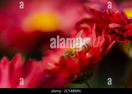 Hintergrund der purpurroten Blütenblätter der Chrysanthemen. Biene Nahaufnahme einer Blume im Garten. Schöne helle Chrysanthemen im selektiven Fokus. Ma Stockfoto