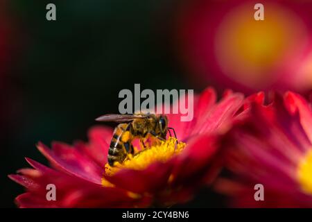 Hintergrund der purpurroten Blütenblätter der Chrysanthemen. Biene Nahaufnahme einer Blume im Garten. Schöne helle Chrysanthemen im selektiven Fokus. Ma Stockfoto
