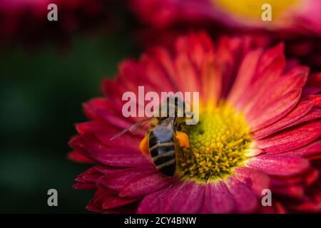 Hintergrund der purpurroten Blütenblätter der Chrysanthemen. Biene Nahaufnahme einer Blume im Garten. Schöne helle Chrysanthemen im selektiven Fokus. Ma Stockfoto