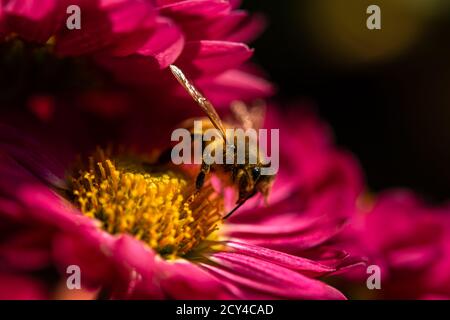 Hintergrund der purpurroten Blütenblätter der Chrysanthemen. Biene Nahaufnahme einer Blume im Garten. Schöne helle Chrysanthemen im selektiven Fokus. Ma Stockfoto