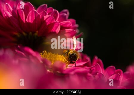 Hintergrund der purpurroten Blütenblätter der Chrysanthemen. Biene Nahaufnahme einer Blume im Garten. Schöne helle Chrysanthemen im selektiven Fokus. Ma Stockfoto