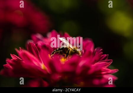 Hintergrund der purpurroten Blütenblätter der Chrysanthemen. Biene Nahaufnahme einer Blume im Garten. Schöne helle Chrysanthemen im selektiven Fokus. Ma Stockfoto