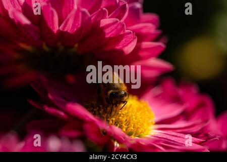 Hintergrund der purpurroten Blütenblätter der Chrysanthemen. Biene Nahaufnahme einer Blume im Garten. Schöne helle Chrysanthemen im selektiven Fokus. Ma Stockfoto