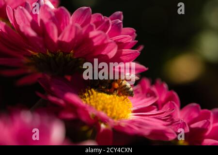 Hintergrund der purpurroten Blütenblätter der Chrysanthemen. Biene Nahaufnahme einer Blume im Garten. Schöne helle Chrysanthemen im selektiven Fokus. Ma Stockfoto