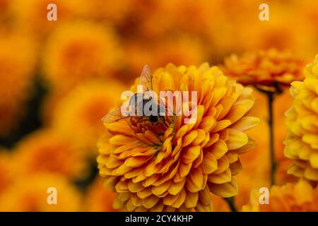 Hintergrund der orangen Chrysantheme Blumen. Biene Nahaufnahme einer Blume im Garten. Schöne helle Chrysanthemen im selektiven Fokus. Macrophotograp Stockfoto