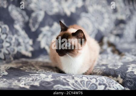 Chocolate Point Siamese Katze sitzt auf einem Bett Stockfoto