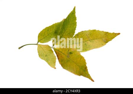 Isolierte Aschezweig auf Herbsthintergrund mit Herbstblättern. Stockfoto