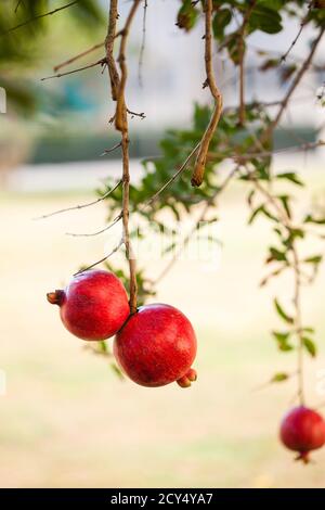 Zwei reife rote Granatäpfel hängen an einem Ast des Granatapfels Im Garten Stockfoto