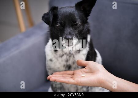 Animal Dog Pille Behandlung Oder Medikamente In Der Hand Stockfoto