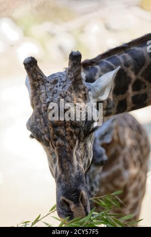 Maasai Giraffen im Los Angeles Zoo Stockfoto