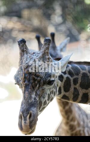 Maasai Giraffen im Los Angeles Zoo Stockfoto