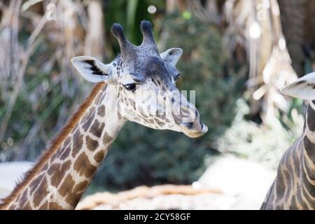 Maasai Giraffen im Los Angeles Zoo Stockfoto