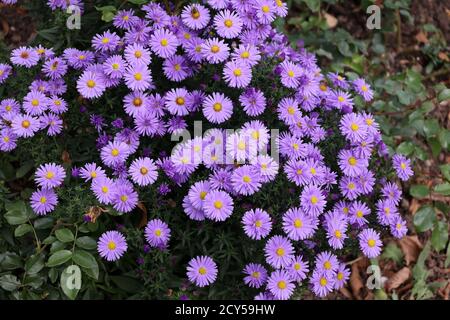 Niedliche lila Herbst Astern blühen im Herbst Stockfoto