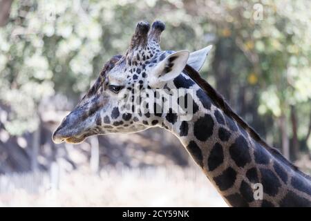 Maasai Giraffen im Los Angeles Zoo Stockfoto